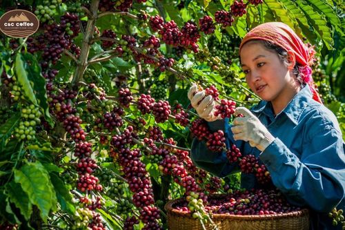 Công nghệ tưới tiên tiến mở lối nông nghiệp thích ứng khí hậu