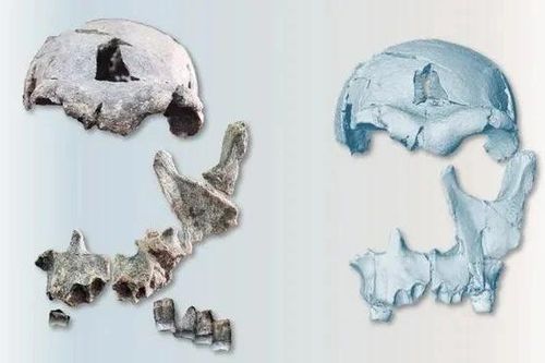 Phục dựng khuôn mặt từ hộp sọ của người Homo erectus 1,5 triệu năm tuổi