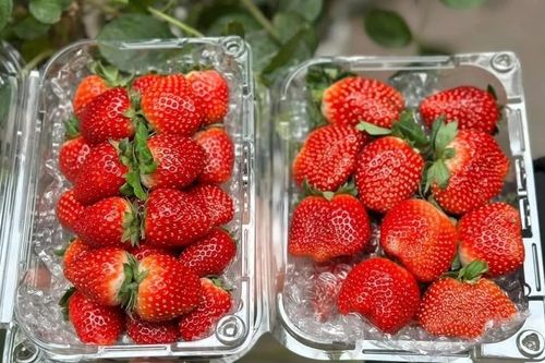 Dâu tây Mộc Châu đầu mùa nửa triệu đồng/kg vẫn hút khách