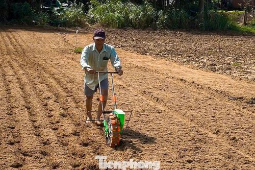 Cát phủ trắng ruộng đồng, nông dân Đà Nẵng chạy đua thời gian để kịp vụ Tết