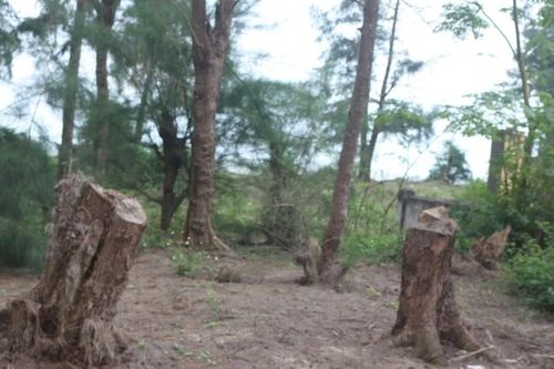 Nghi vấn 'bức tử' rừng phi lao ven biển Quảng Trị để mở rộng nghĩa địa