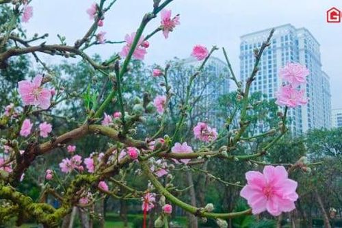 Đào Phú Thượng, Nhật Tân xuống phố chuẩn bị phục vụ người dân chơi Tết
