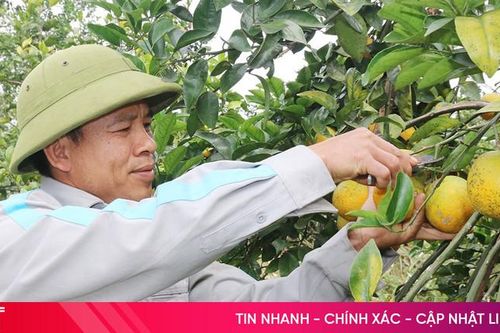 Người trồng cam Hà Tĩnh cân đối nguồn cung phục vụ thị trường Tết
