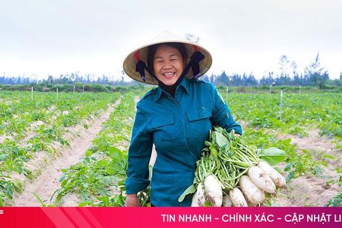Củ cải được mùa, được giá, nông dân phấn khởi thu hoạch