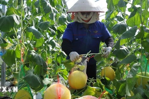 Nghệ An: Gần 5.870 tỷ đồng phát triển nông nghiệp công nghệ cao