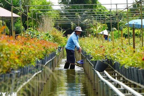 Vì sao 'Nghề trồng hoa kiểng Sa Đéc' được vinh danh di sản văn hóa phi vật thể?