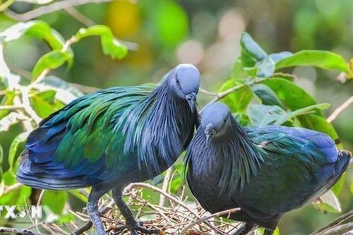 Thành phố Hồ Chí Minh: Vườn Quốc gia Côn Đảo bảo tồn hệ sinh thái bền vững