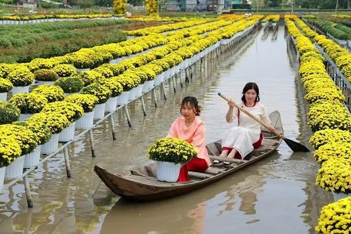 Từ dòng Sa Giang, hoa Sa Đéc vươn mình thành 'đế chế nghìn tỷ'