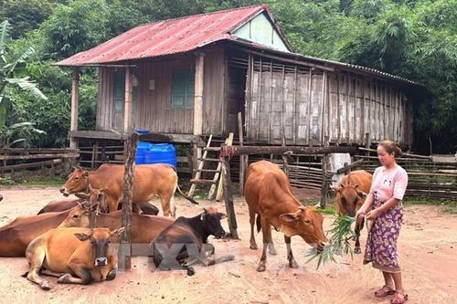 Mở lối thoát nghèo cho đồng bào miền núi Quảng Trị