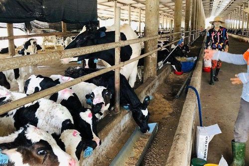 Giảm nghèo bền vững gắn với bình đẳng giới ở xã Tân Lợi