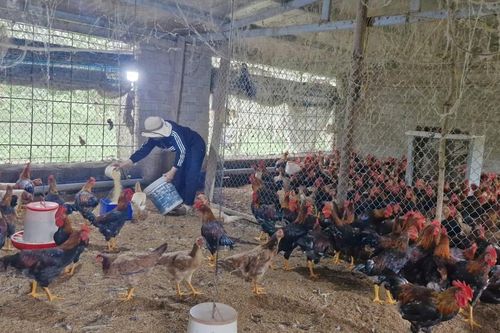 Phát huy vai trò của phụ nữ trong giảm nghèo bền vững ở Quảng Trị