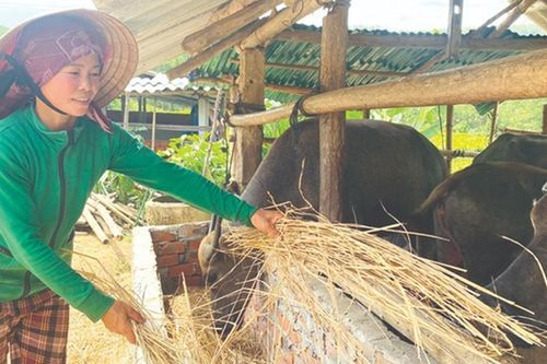 Quảng Ngãi: Tạo sinh kế và khơi dậy ý chí vươn lên thoát nghèo của phụ nữ