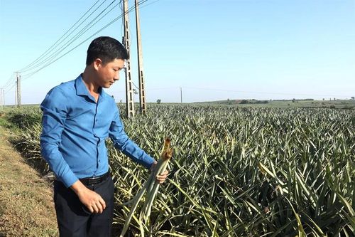 Trăn trở ở cánh đồng dứa