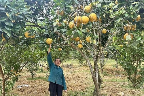 Khẳng định vai trò ngân hàng chủ lực đầu tư phát triển nông thôn