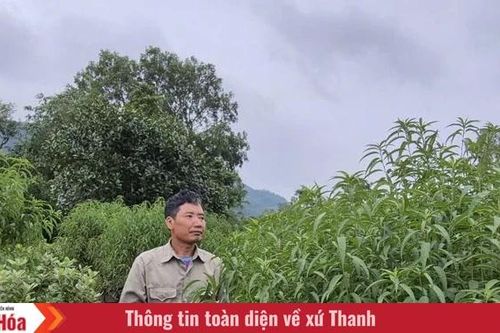 Kỳ vọng trước Tết