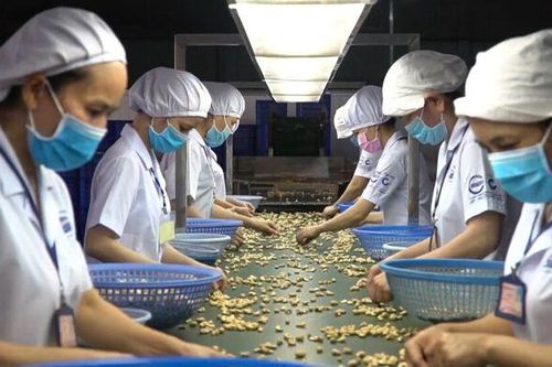 Ngành điều năm 2026: Xuất khẩu giữ đà hay chững lại?
