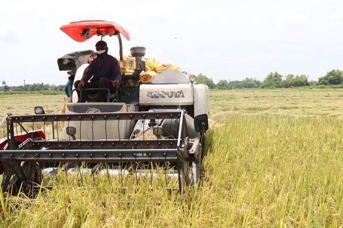 Đồng bộ quy hoạch không gian phát triển trồng trọt