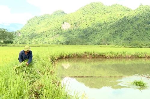 Tân Phong khai thác hiệu quả lợi thế tự nhiên, phát triển thủy sản