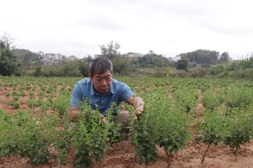 Tiềm năng từ cỏ ngọt