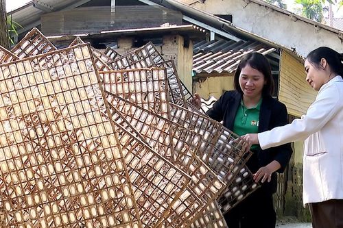 Vụ dâu tằm cuối năm trên vùng từng là tâm lũ