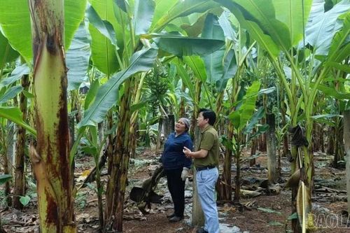 Lào Cai phấn đấu 100% diện tích chuối hàng hóa được cấp mã số vùng trồng phục vụ xuất khẩu