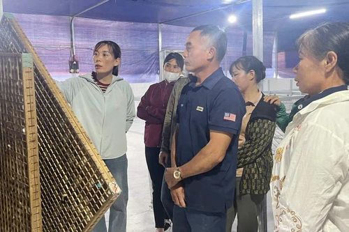 Đẩy mạnh ứng dụng khoa học kỹ thuật, nâng cao hiệu quả nghề trồng dâu nuôi tằm