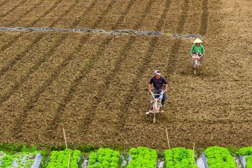 Sau lũ, nông dân chọn 'đi chậm' vì chất lượng nông sản