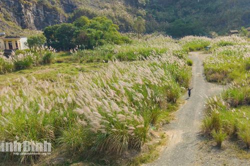 Ninh Bình mùa lau trắng