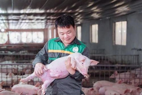 Sáng Nhung làm nên thương hiệu từ chăn nuôi lợn 'thảo dược'