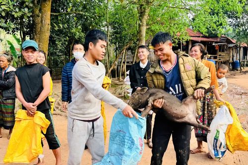 Trao 72 con lợn giống cho các hộ nghèo xã Thượng Trạch