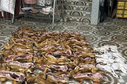 Đà Nẵng: Đột kích cơ sở giết mổ chó, tạm giữ 29 con không nguồn gốc và thu giữ 10kg pháo