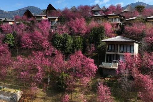 Mù Cang Chải sẵn sàng cho Festival Khèn Mông và Lễ hội hoa Tớ Dày 2026