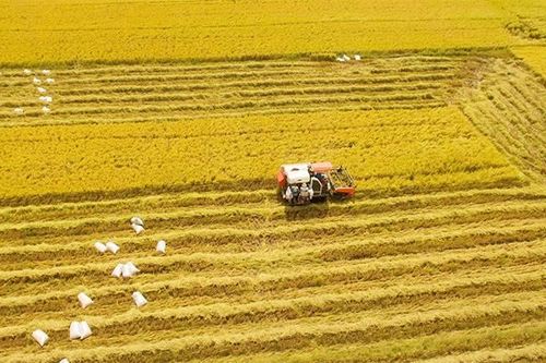 Tín dụng cho lúa gạo phát thải thấp đạt 3.100 tỷ đồng