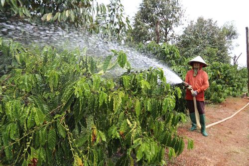 Trí tuệ nhân tạo mở hướng đi chiến lược cho các cây trồng 'tỉ đô' ở Tây Nguyên