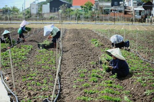 Bà con vùng lũ xuống giống rau ngắn ngày phục vụ thị trường Tết