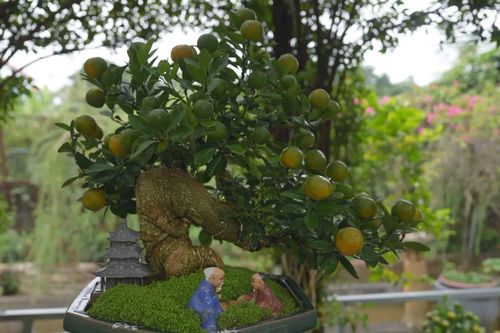 Vườn quất vào vụ, nhịp lao động rộn ràng trước Tết