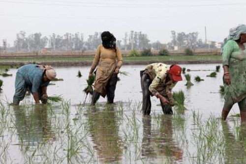 Bùng nổ xuất khẩu gạo làm tăng nguy cơ khủng hoảng nước ngầm ở Ấn Độ