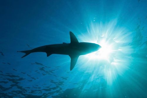 Khoa học phát hiện loài cá mập khổng lồ tồn tại trước Megalodon