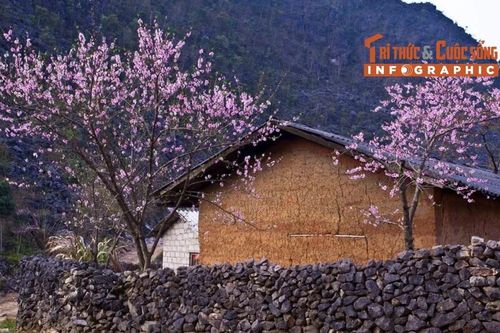 [INFO] Điểm đến lý tưởng ngắm hoa anh đào ở Tuyên Quang dịp Tết Dương lịch