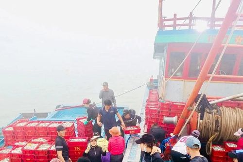 Trúng đậm mẻ cá ngứa, ngư dân Nghệ An 'đút túi' 500 triệu đồng
