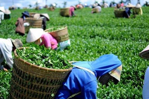 Giải phóng gần 500 container chè của Việt Nam bị kẹt tại cảng ở Pakistan