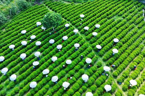 Cú 'huých' cho cây chè Thái Nguyên và mục tiêu tỷ USD