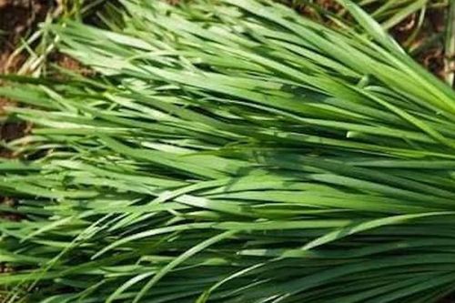 Loại rau gia vị tốt cho gan, thận, 2 nhóm người không nên dùng