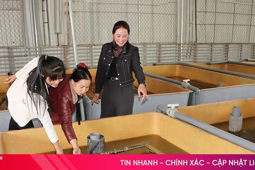 Nông dân Đức Thọ kể chuyện 'hợp tác' nuôi lươn không bùn quy mô lớn