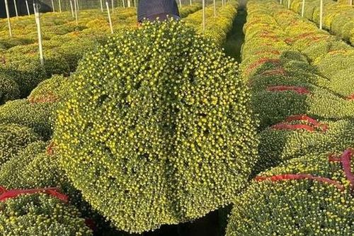 Cúc mâm xôi 'đổ bộ' thị trường, xuống phố chào Tết sớm hơn mọi năm