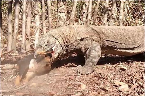 Rồng Komodo khổng lồ nuốt chửng dê của nông dân