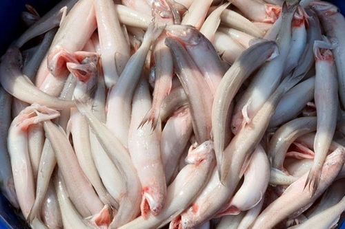 Loại cá có tên của một loại củ, thân mềm, trong suốt và không có vảy