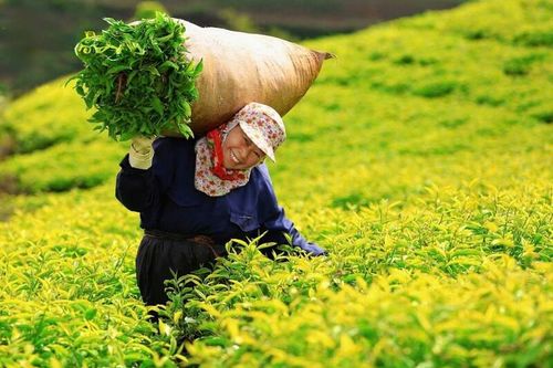 Bộ Công Thương nỗ lực, giải phóng thành công gần 500 container chè kẹt tại Pakistan
