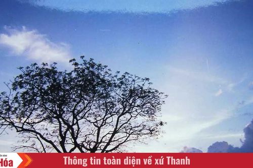 Chiều cuối năm