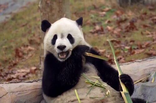 Mô hình mới bảo tồn gấu trúc